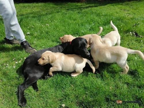 Beautiful Labrador puppies for sale in Hartley, Longfield - Image 4