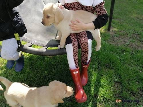 Beautiful Labrador puppies for sale in Hartley, Longfield - Image 5