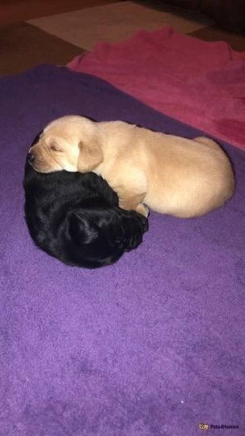 Beautiful KC registered Labrador puppies for sale in Hadleigh, Ipswich - Image 5