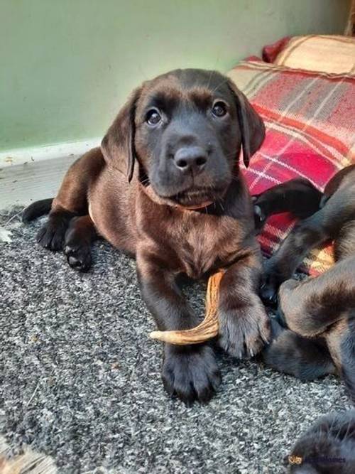 Drakeshead (BOLT) Sired Puppies for sale in Coalville, Leicestershire - Image 2