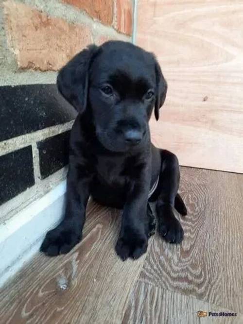 Drakeshead (BOLT) Sired Puppies for sale in Coalville, Leicestershire - Image 3