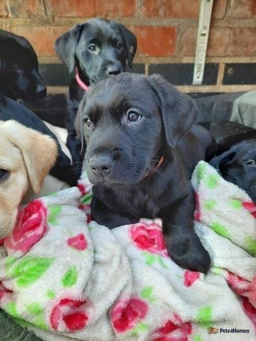 Drakeshead (BOLT) Sired Puppies for sale in Coalville, Leicestershire - Image 4