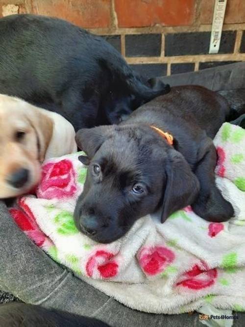 Drakeshead (BOLT) Sired Puppies for sale in Coalville, Leicestershire - Image 5