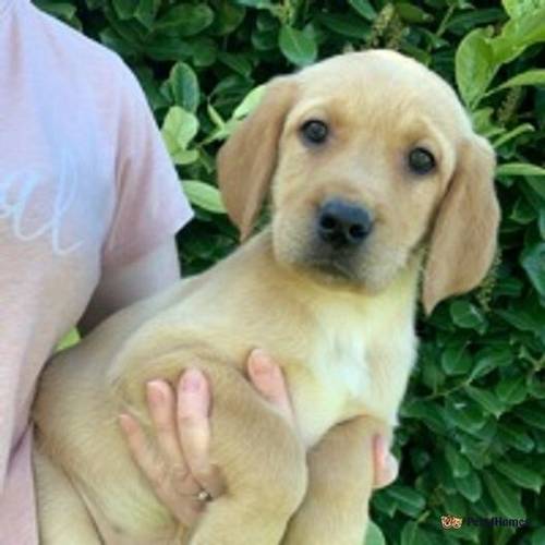 Yellow Labrador puppies Ready now for sale in Knights End, March - Image 1