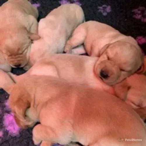 Yellow Labrador puppies Ready now for sale in Knights End, March - Image 2