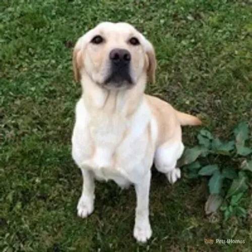 Yellow Labrador puppies Ready now for sale in Knights End, March - Image 4