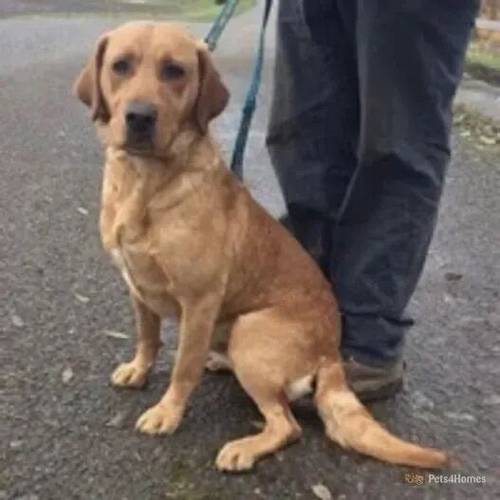 Yellow Labrador puppies Ready now for sale in Knights End, March - Image 5