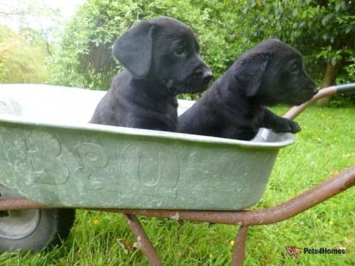 Kennel Club Registered Black Labrador Puppies for sale in Kittisford, Wellington - Image 1