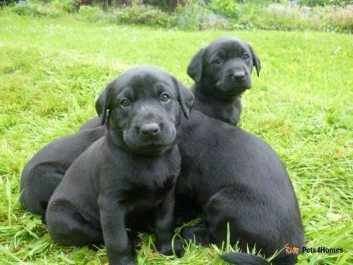 Kennel Club Registered Black Labrador Puppies for sale in Kittisford, Wellington - Image 2