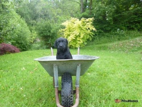 Kennel Club Registered Black Labrador Puppies for sale in Kittisford, Wellington - Image 3