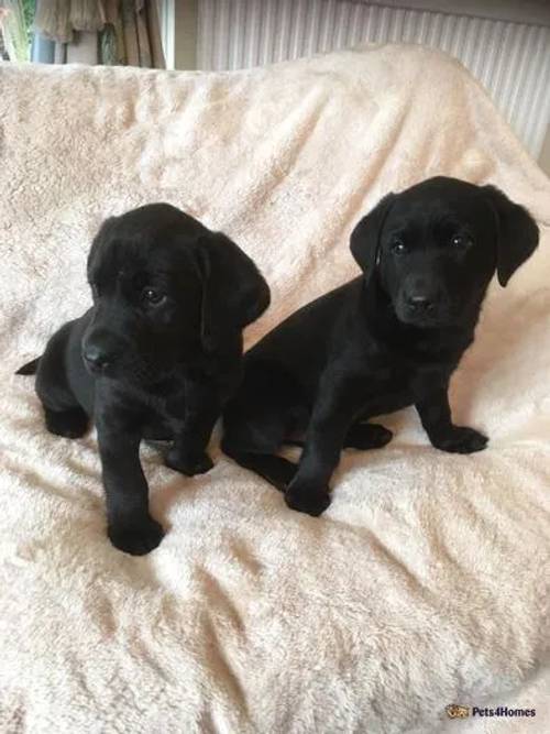 Kennel Club Registered Black Labrador Puppies for sale in Kittisford, Wellington - Image 5