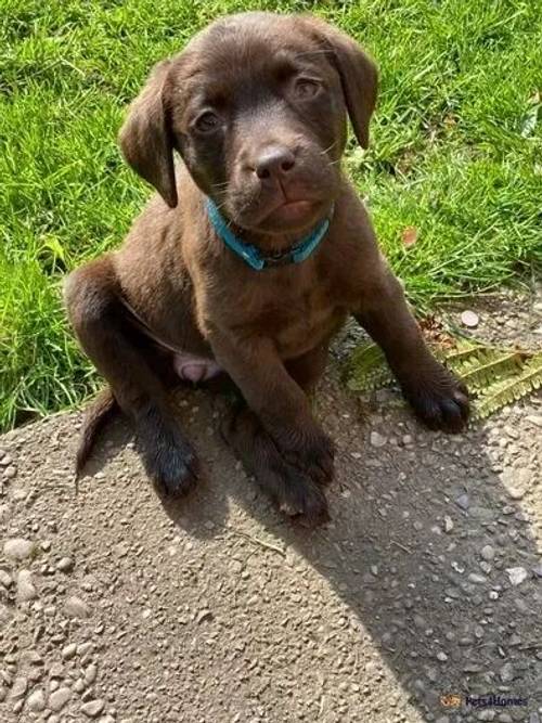 PURE BRED CHOCOLATE LABRADOR PUPPIES for sale in Loxley, Uttoxeter - Image 3