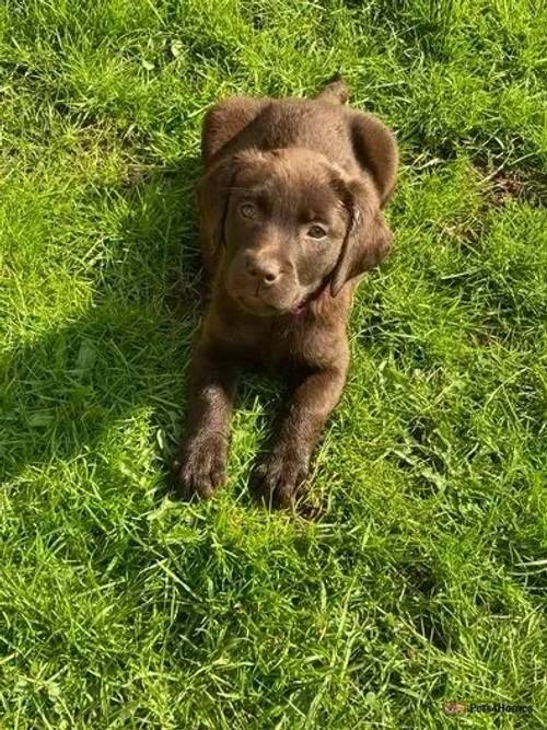 PURE BRED CHOCOLATE LABRADOR PUPPIES for sale in Loxley, Uttoxeter - Image 4