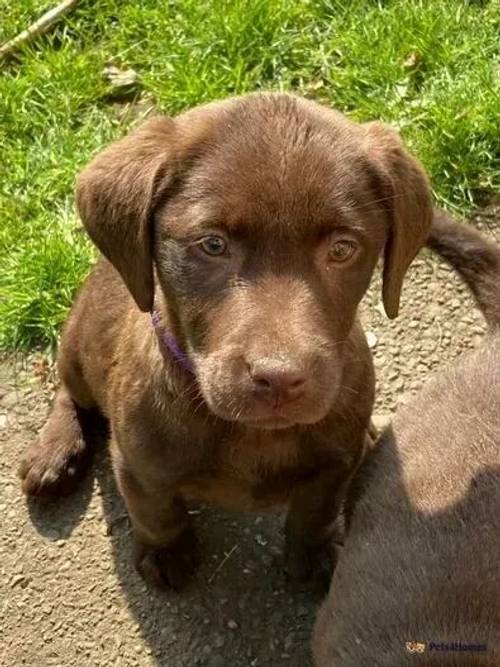 PURE BRED CHOCOLATE LABRADOR PUPPIES for sale in Loxley, Uttoxeter - Image 5
