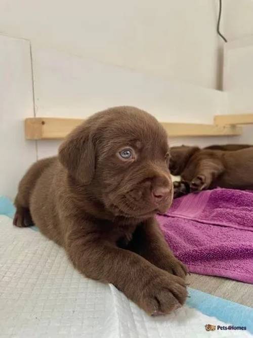 beautiful chocolate Labrador puppies for sale in Cuttiford's Door, Somerset - Image 1