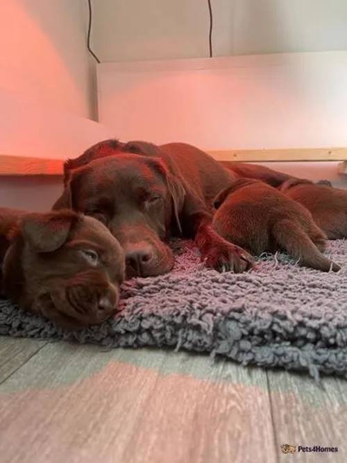 beautiful chocolate Labrador puppies for sale in Cuttiford's Door, Somerset - Image 5