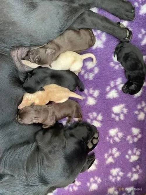 8 beautiful kc reg Labrador puppies!! for sale in Denton, Harleston - Image 3