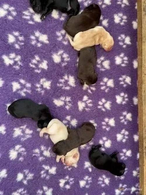 8 beautiful kc reg Labrador puppies!! for sale in Denton, Harleston - Image 4