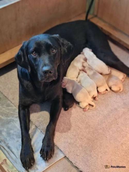 FULLY HEALTH TESTED LABRADOR PUPPIES. for sale in Amble, Morpeth - Image 1