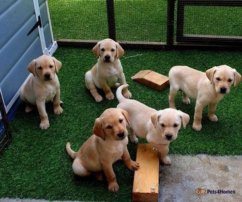 FULLY HEALTH TESTED LABRADOR PUPPIES. for sale in Amble, Morpeth - Image 3