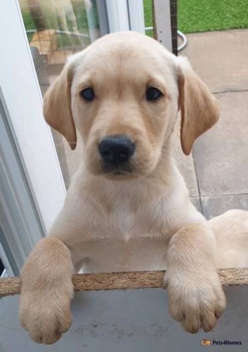 FULLY HEALTH TESTED LABRADOR PUPPIES. for sale in Amble, Morpeth - Image 4