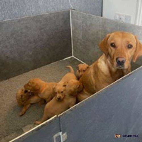 2 beautiful GIRLS Fox Red Labradors for sale in Stoke Sub Hamdon, Somerset - Image 2