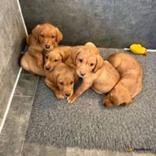 2 beautiful GIRLS Fox Red Labradors for sale in Stoke Sub Hamdon, Somerset - Image 4