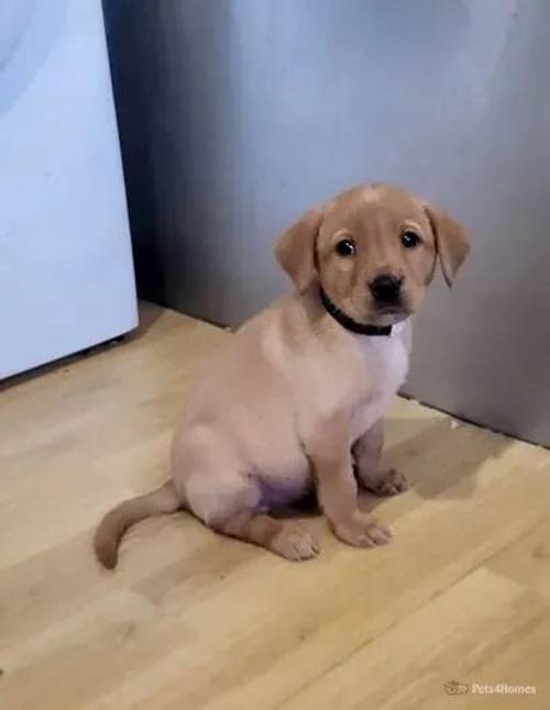 1 stunning male labrador for sale in Guisborough, North Yorkshire - Image 2