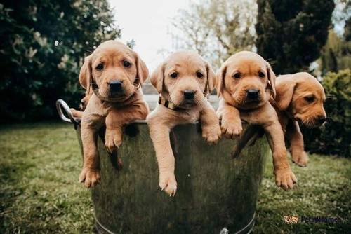 Kennel Club Fox Red Labrador Puppies for sale in Deeping St Nicholas, Lincolnshire - Image 1
