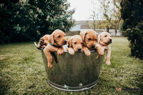 Kennel Club Fox Red Labrador Puppies for sale in Deeping St Nicholas, Lincolnshire - Image 2