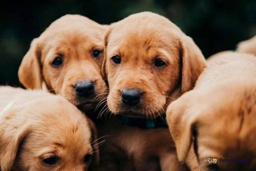 Kennel Club Fox Red Labrador Puppies for sale in Deeping St Nicholas, Lincolnshire - Image 4