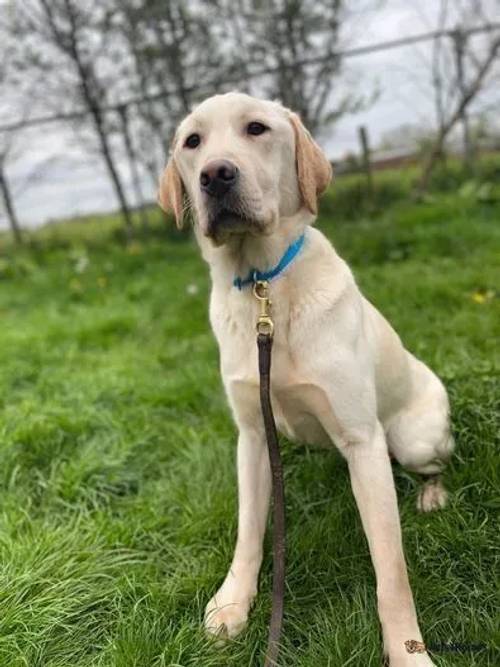 Falcon male labrador 12 months old for sale in Yarnfield, Staffordshire - Image 1