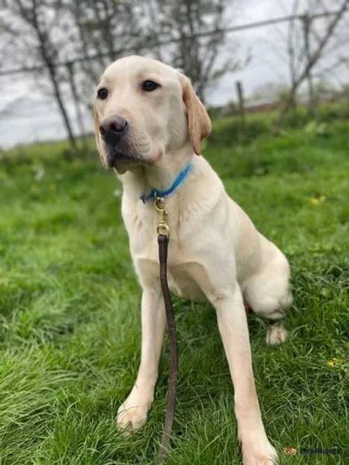 Falcon male labrador 12 months old for sale in Yarnfield, Staffordshire - Image 2