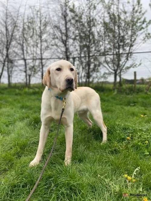 Falcon male labrador 12 months old for sale in Yarnfield, Staffordshire - Image 5