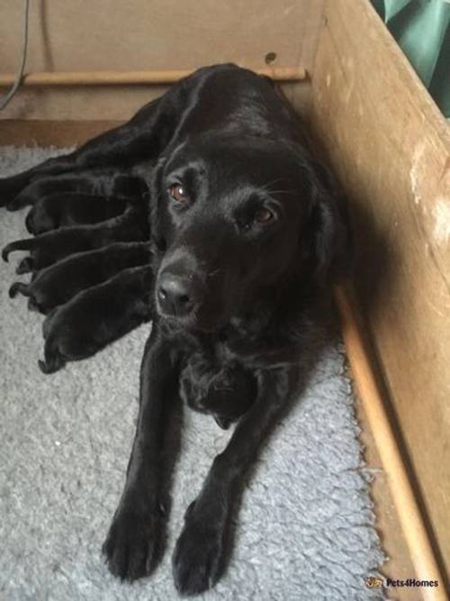 Field Trial Champion Black Lab puppies. for sale in Great Bromley, Colchester - Image 2