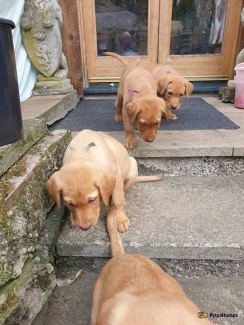 Dark Yellow and Fox red Labrador puppies for sale in Dalguise, Dunkeld - Image 2