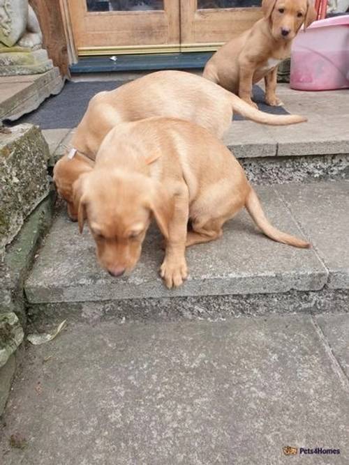 Dark Yellow and Fox red Labrador puppies for sale in Dalguise, Dunkeld - Image 3