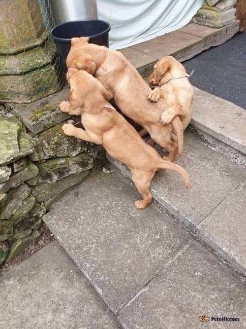 Dark Yellow and Fox red Labrador puppies for sale in Dalguise, Dunkeld - Image 4