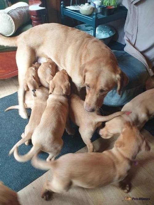 Dark Yellow and Fox red Labrador puppies for sale in Dalguise, Dunkeld - Image 5