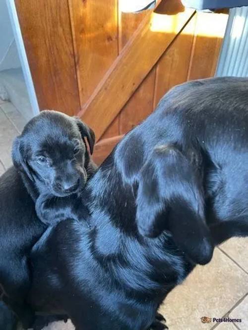 Beautiful Labrador puppies for sale in Chipping Campden, Gloucestershire - Image 1