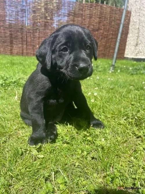 Beautiful Labrador puppies for sale in Chipping Campden, Gloucestershire - Image 3