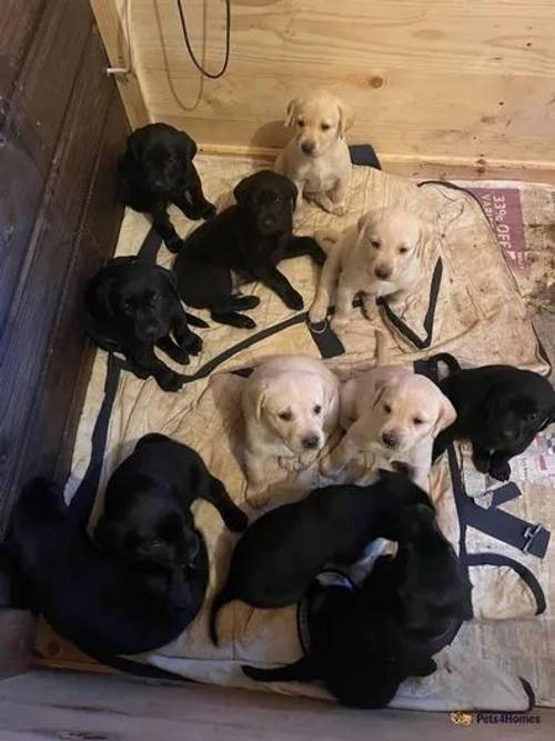 Beautiful Labrador puppies for sale in Chipping Campden, Gloucestershire - Image 4
