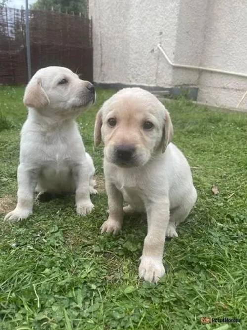 Beautiful Labrador puppies for sale in Chipping Campden, Gloucestershire - Image 5