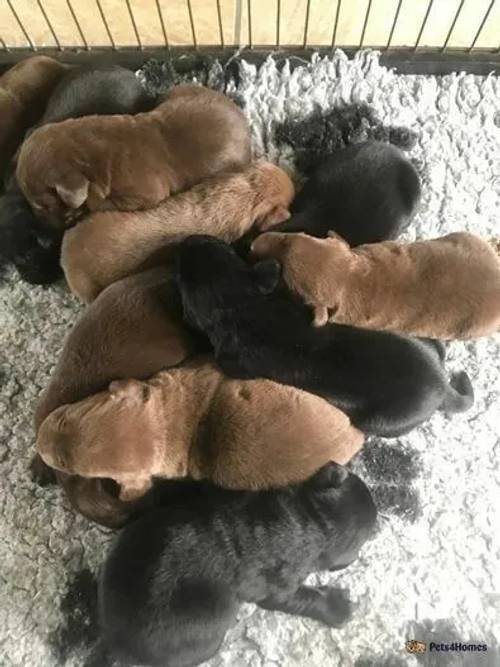 Gorgeous Chunky Chocolate and Black Labrador Pups for sale in Alston, Preston - Image 3