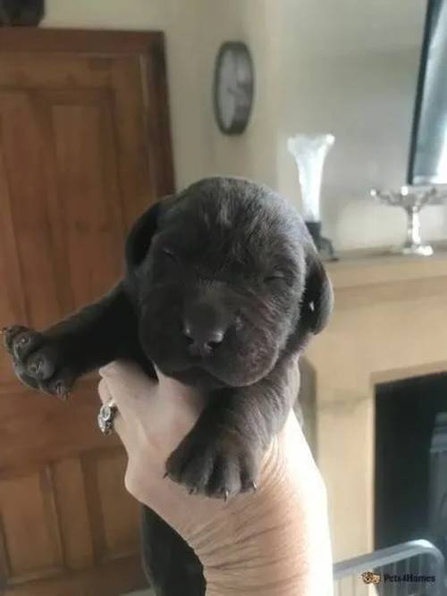 Gorgeous Chunky Chocolate and Black Labrador Pups for sale in Alston, Preston - Image 4