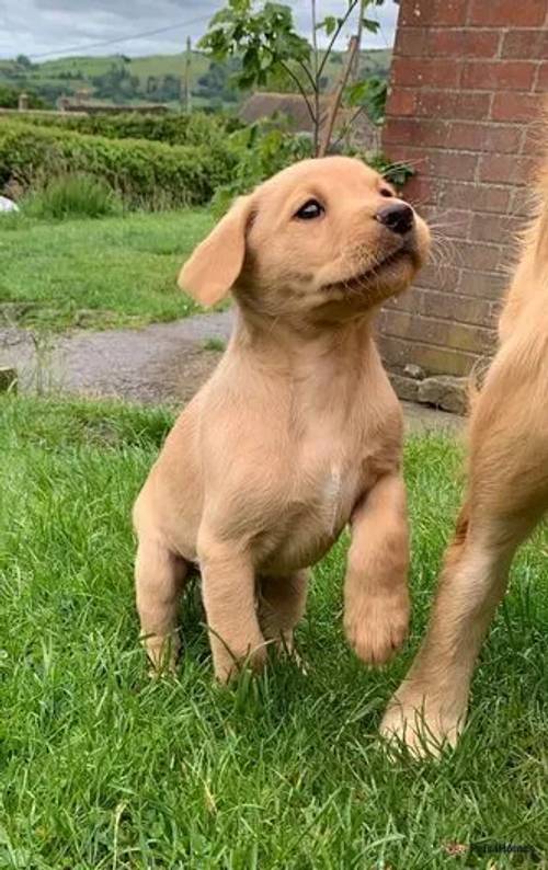 Fox Red Labrador retriever puppy for sale in Church Stretton, Shropshire - Image 1