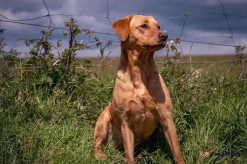 Fox Red Labrador retriever puppy for sale in Church Stretton, Shropshire - Image 5