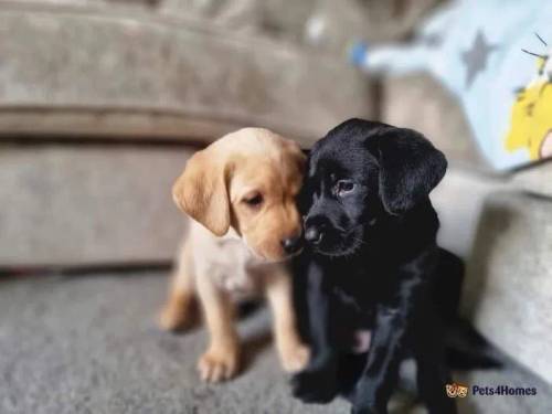 Working drakes head labrador puppies for sale in Scots' Gap, Northumberland - Image 1