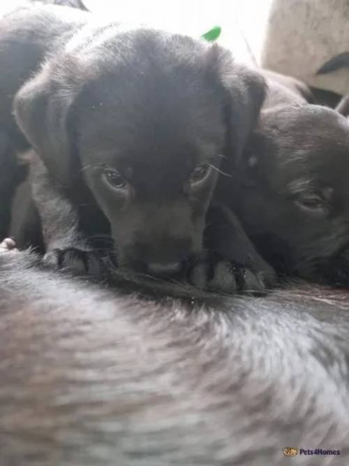 Working drakes head labrador puppies for sale in Scots' Gap, Northumberland - Image 4