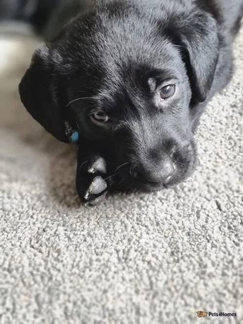 Working drakes head labrador puppies for sale in Scots' Gap, Northumberland - Image 5